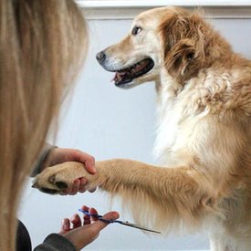 Masinica za sisanje pasa - Na Klik